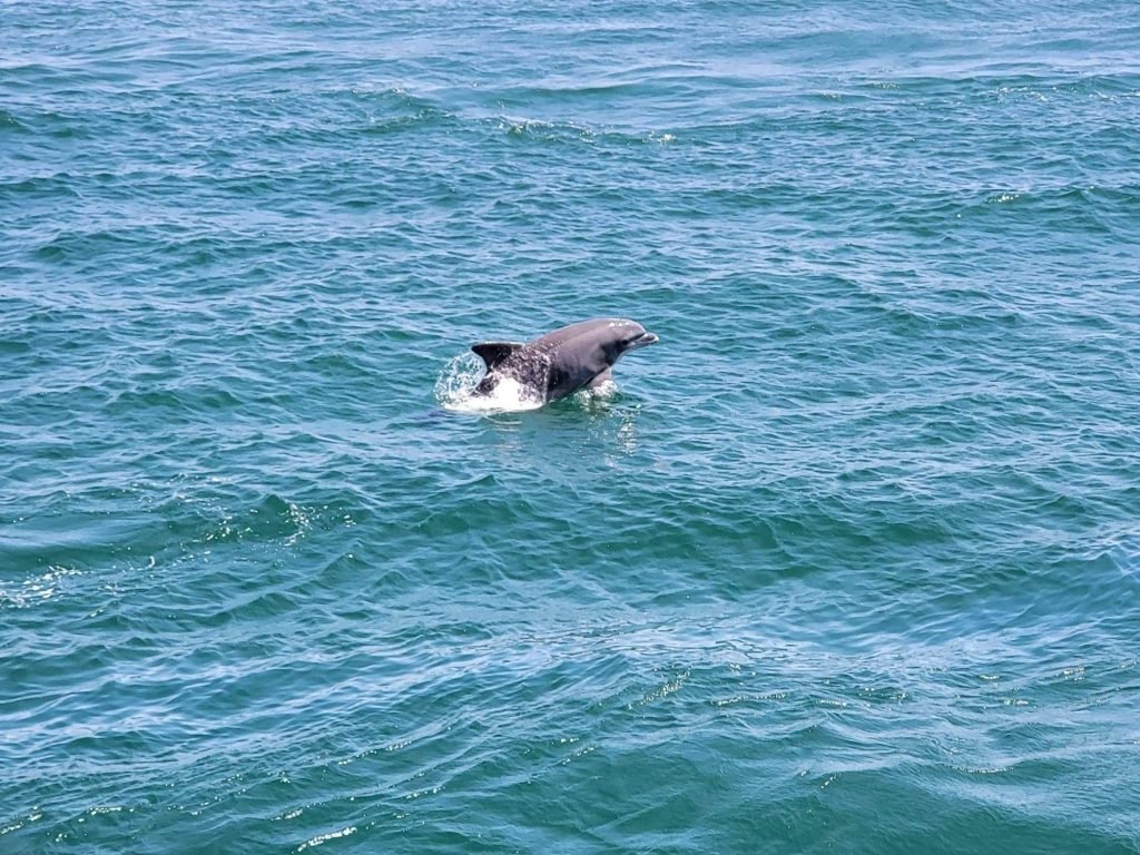 Dolphin showing off during a dolphin tour
