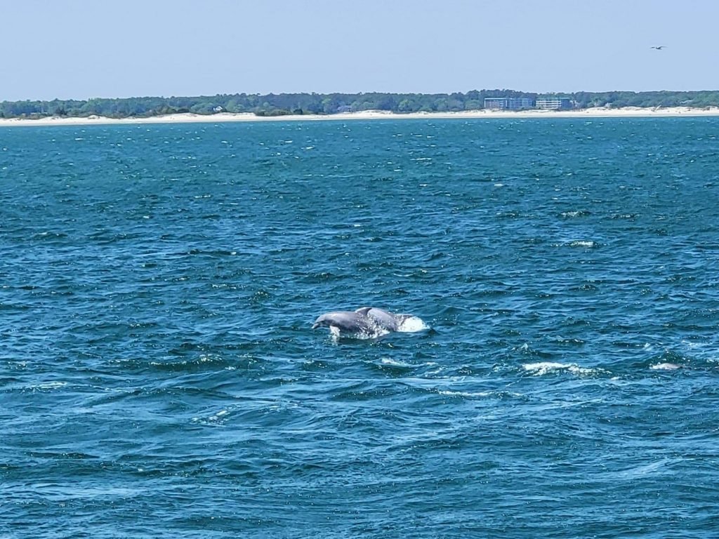 Dolphins jumping out of the water during our dolphin tour in Myrtle Beach