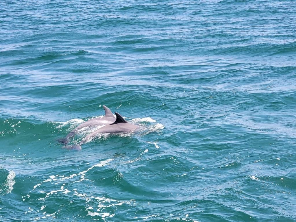 A pair of dolphins seen during our dolphin tour in myrtle beach