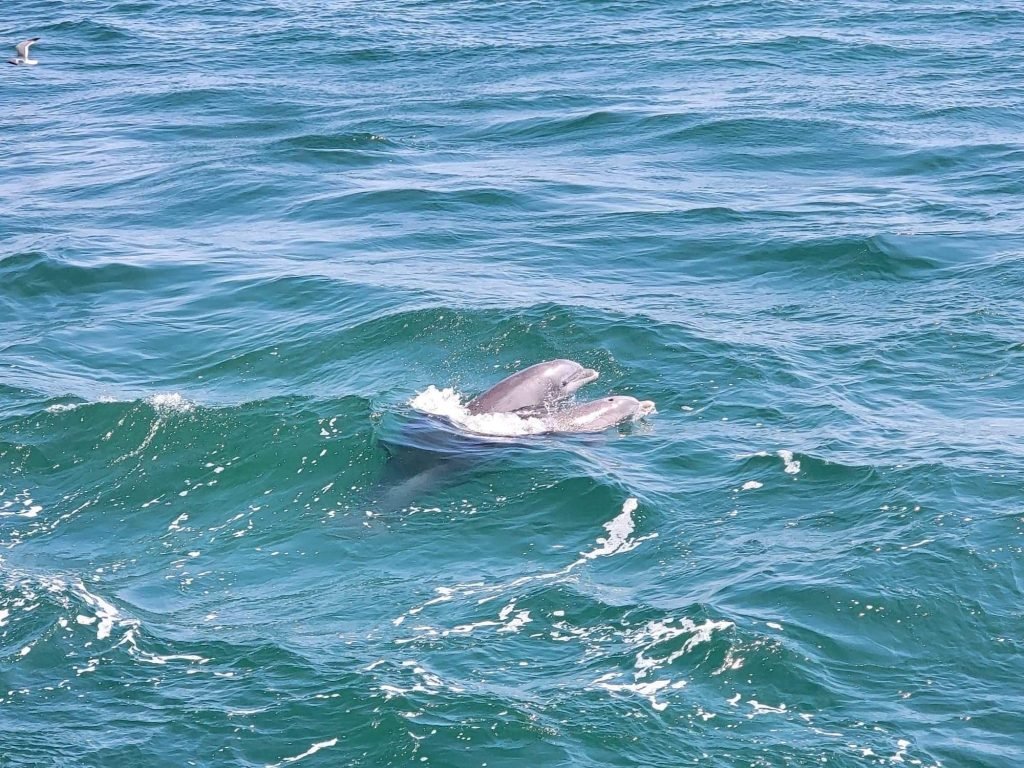 Dolphin Tour in Myrtle Beach