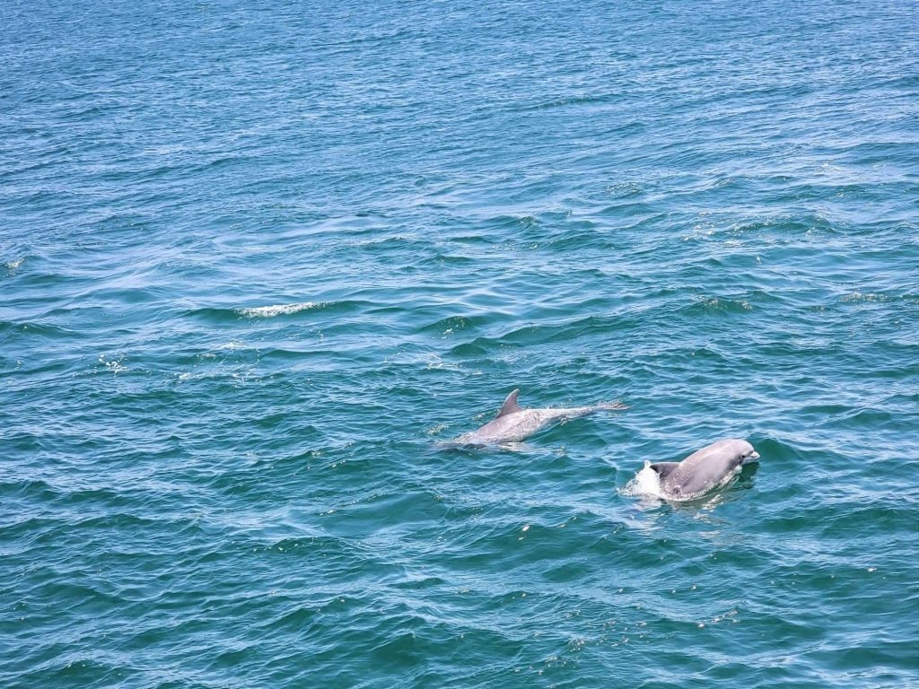 Dolphins running wild during our dolphin tour