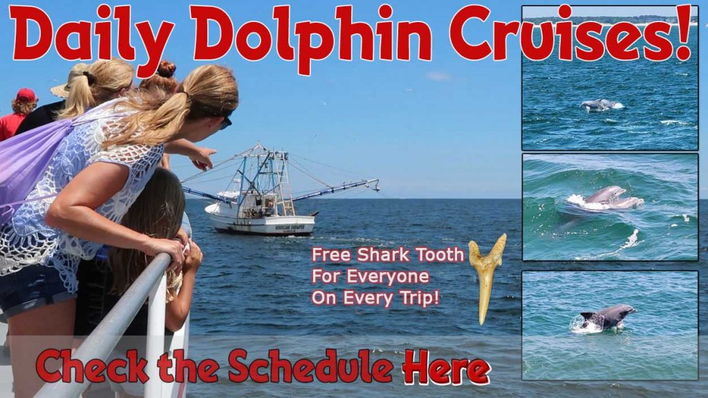 Dolphin Cruise Myrtle Beach